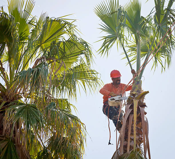 How Our Tree Care Process Works  in  Spring, TX