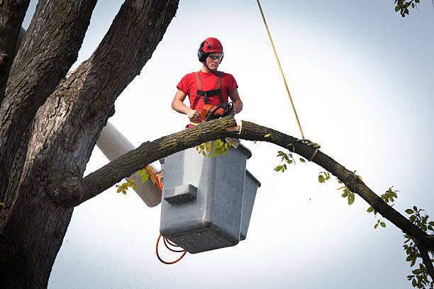 Best Hazardous Tree Removal  in Spring, TX